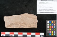 Foto (Objekt + Etikett) von Taxodium distichum miocenicum Heer (NHMW-GEO-2024-0188-6422)